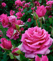 Rosier buisson rose tyrien 'Georges Cassagne'