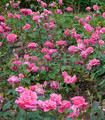 Rose grandes fleurs 'Georges Cassagne' couleur rose tyrien