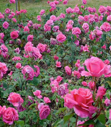 Rosier buisson grandes fleurs rose tyrien création Paul Croix