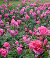 Rosier buisson grandes fleurs rose tyrien création Paul Croix