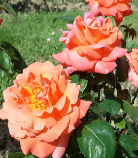 Rosier buisson grandes fleurs 'Louis Bernard'