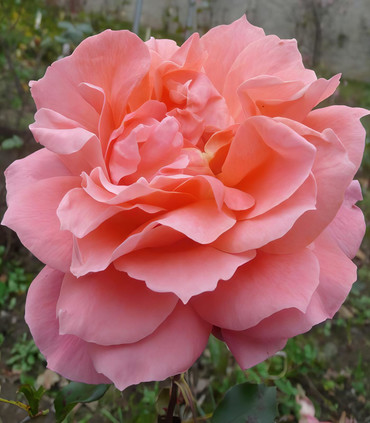 Rosier rouge clair 'Lydia'