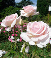 Rosier buisson grandes fleurs 'Madame Consuelo Brignone'