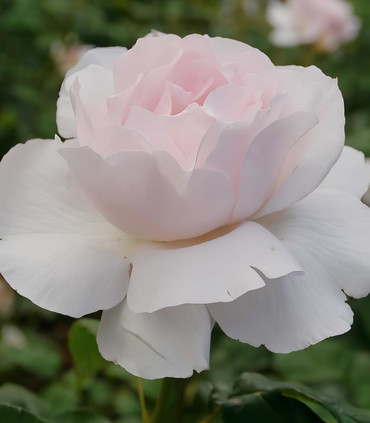 Rose blanc soyeux 'Madame Consuelo Brignone'