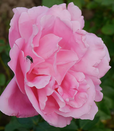 Rosier buisson 'Madame Emile Sénéclauze' création Paul Croix