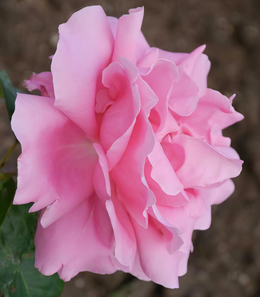 Rosier buisson rose vif  'Madame Emile Sénéclauze'