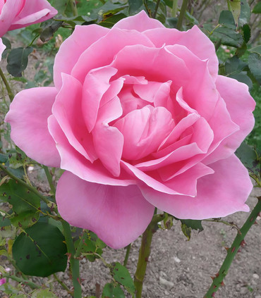Rose 'Madame Emile Sénéclauze'