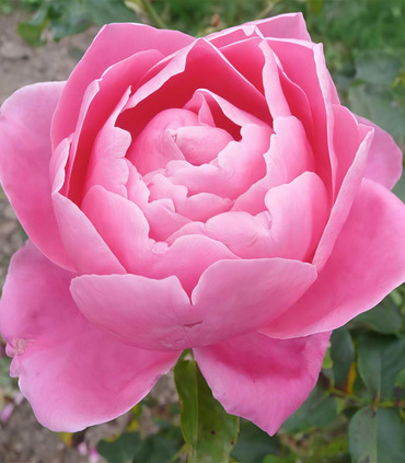 Rosier buisson 'Madame Emile Sénéclauze'