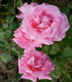 Rosier buisson grandes fleurs 'Madame Louis Armand'