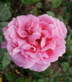 Rosier buisson rose nuancé 'Madame Louis Armand'