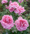 Roses grandes fleurs 'Madame Louis Armand'