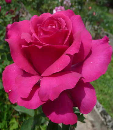Rose rouge magenta 'Madame Mirja Sachs'