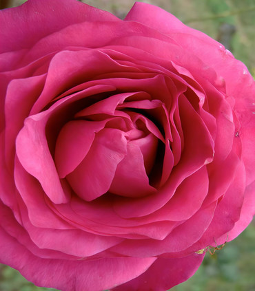Rosier buisson grandes fleurs rouge magenta