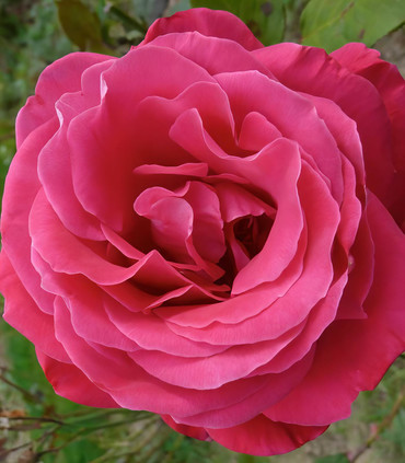 Rose magenta 'Madame Mirja Sachs' création Dominique Croix