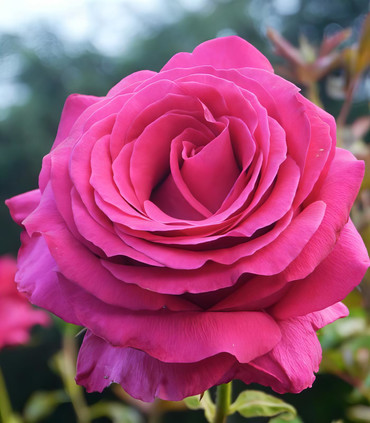 Rosier buisson rouge magenta