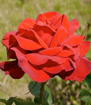 Rosier buisson grandes fleurs 'Madame Tsiranana'