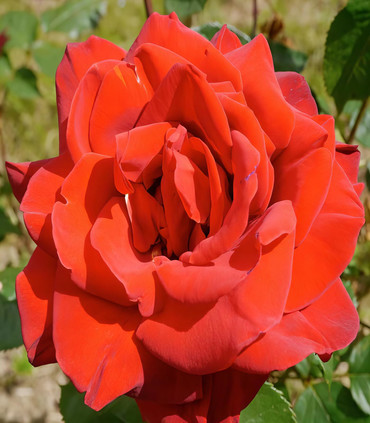 Rosier buisson rouge grandes fleurs 'Madame Tsiranana'