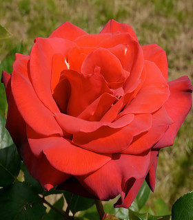 Rosier buisson 'Madame Tsiranana'