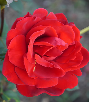 Roses grandes fleurs rouge 'Madame Tsiranana'