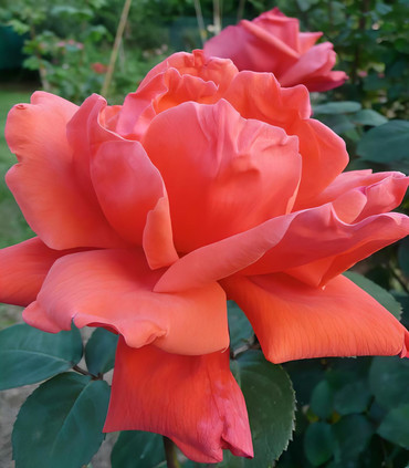 Rosier buisson 'Marguerite Maeght'