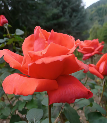 Rosier buisson rouge orangé 'Marguerite Maeght'