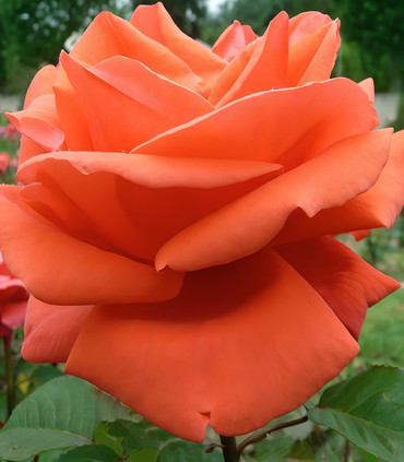 Roses grandes fleurs rouge orangé 'Marguerite Maeght'