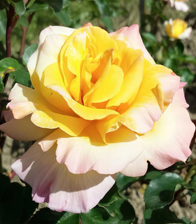 Rosier jaune d'or 'Messidor'