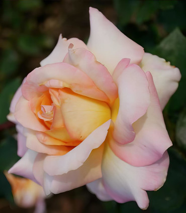 Rosier buisson grandes fleurs 'Messidor'