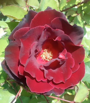 Roses grandes fleurs rouge sombre 'Michel Gerna'