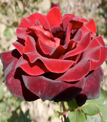 Roses rouge sombre 'Michel Gerna' création Jacques Ranchon