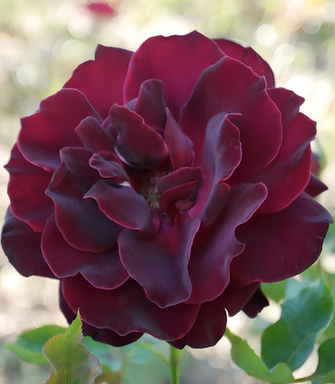 Rose rouge sombre 'Michel Gerna' création Jacques Ranchon 2010