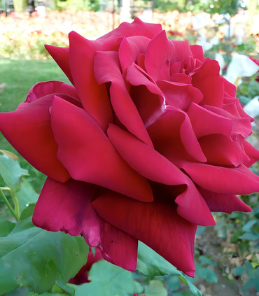Rosier buisson rouge foncé 'Montauban'