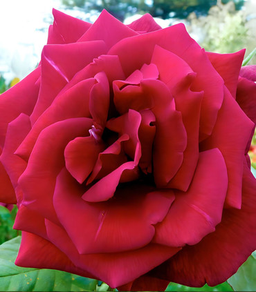 Rosier grandes fleurs 'Montauban' création Paul Croix 1981