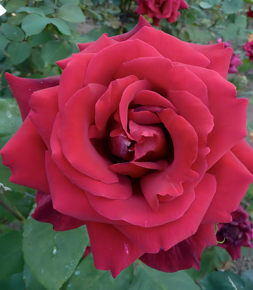 Rosier rouge foncé 'Montauban' création Paul Croix 1981
