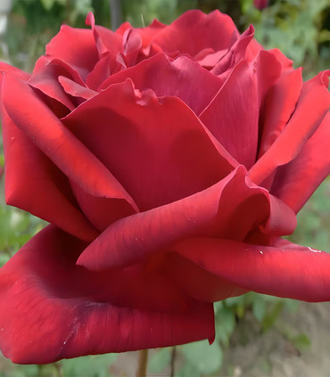 Rosier buisson rouge foncé 'Montauban' création Paul Croix 1981
