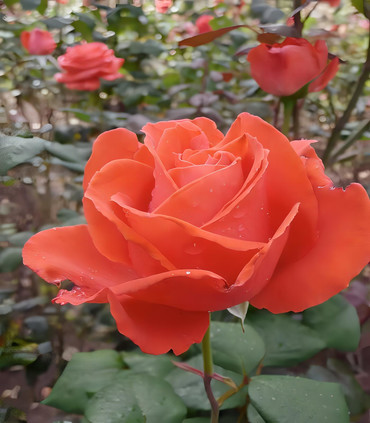 Rosier buisson orangé 'Nadine'