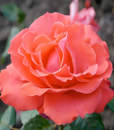 Roses grandes fleurs orangées 'Nadine'