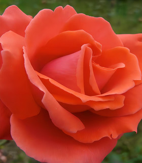 Rosier grandes fleurs orangées 'Nadine'