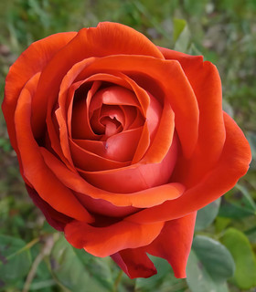 Rosier buisson rouge orangé 'Présidente'