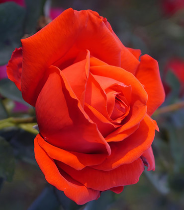 Roses grandes fleurs 'Présidente' création Paul Croix 1974