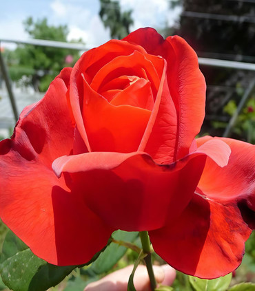 Rosier buisson grandes fleurs 'Prodigieuse'