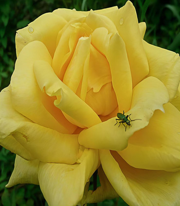 Rosier buisson jaune 'Prométhée distinction'