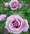 Rose violet parme 'Rêve d'un soir'