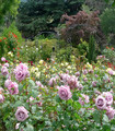 Rosier grandes fleurs 'Rêve d'un soir'