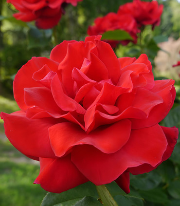 Rosier buisson rouge intense 'Saint-Victor'