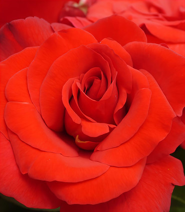 Rosier 'Saint-Victor'. création Paul Croix