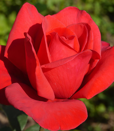 Roses grandes fleurs rouge intense 'Saint-Victor'