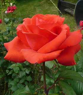 Rosier buisson rouge orangé 'Ville d'Asnières'