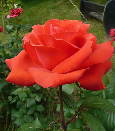 Rosier buisson rouge orangé 'Ville d'Asnières'