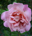 Roses grandes fleurs rose foncé 'Sylvor'